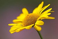 Faerberkamille Bluete seitlich