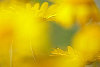 Faerberkamille duftig