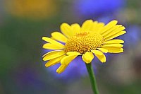 Faerberkamille vor Kornblumen