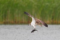 Fischadler mit Fisch abfliegen