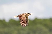Rohrdommel im Flug