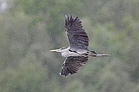 Graureiher im Flug bei Regen