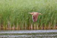 Rohrdommel fliegt v Schilfufer