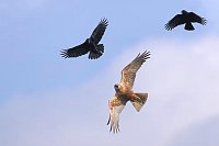 Rohrweihe v Kraehen belaestigt