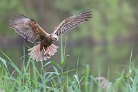 Rohrweihe fliegt ueb Schilf
