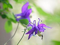 Akelei 2 Blueten Insekt