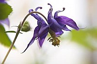 Akelei Bluete heller HG