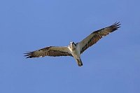 Fischadler vor blauem Himmel