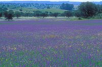 Extremadura lila Weide Schafhe