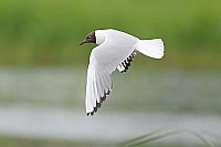 Lachmoewe ueber Gewaesser