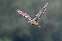 Rohrdommel i Flug v Vegetation
