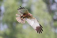 Rohrweihe mit Beutevogel