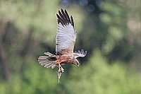 Rohrweihe mit Vogelbeute