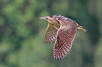 Rohrdommel im Flug vor Wald