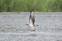 Fischadler m Fisch auffliegend