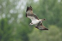 Fischadler Jagdflug startend