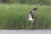 Fischadler im Flug mit Karpfen