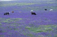 Natternkopf Weide Rinder Extr