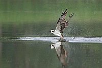 Fischadler startet a Gewaesser