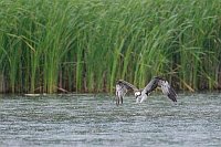 Fischadler kurz v d Zugreifen