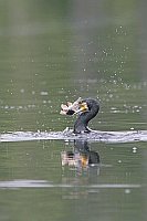 Kormoran mit Karpfen