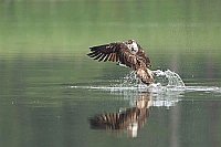 Fischadler mit Fisch startend