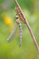 Blaugruene Mosaikjungfer b Sch
