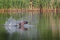 Fischadler i aufspritzenden Wa