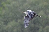 Graureiher fliegt im Regenscha