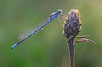 Azurjungfer im Gegenlicht