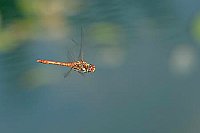 Heidelibelle im Flug Seitenans