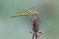 Heidelibelle Weibchen Seitenan