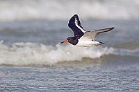 Austernfischer ueber Brandung