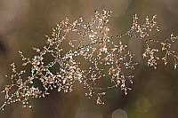 Gras mit silbernen Tauperlen