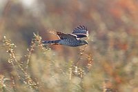 Sperber v Sanddornhecke fliege