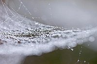 Spinnennetz Perlenrock