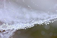 Spinnennetz Perlensaum