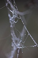 Tauperlen Netz Dreieck