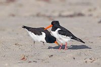 Austernfischer Alt u ausgew Ju