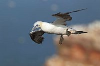 Basstoelpel fliegt im Wind