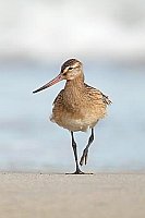 Pfuhlschnepfe am Sandstrand HF