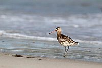 Pfuhlschnepfe am Spuelsaum