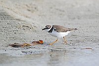 Sandregenpfeifer laufend