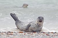 Seehund am Spuelsaum