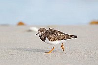 Steinwaelzer am Strand laufend