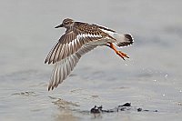 Steinwaelzer auffliegend