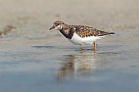 Steinwaelzer im Flachwasser