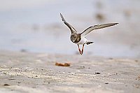 Steinwaelzer im Flug frontal