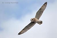 Sumpfohreule im Flug am Himmel