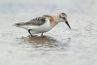 Sanderling im Flachwasser